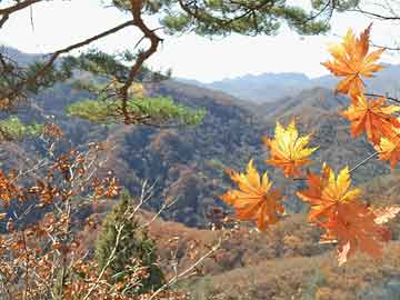 新澳門一碼一碼，探索精準(zhǔn)之道的100%準(zhǔn)確性，澳門一碼一碼精準(zhǔn)探索，百分之百準(zhǔn)確之道