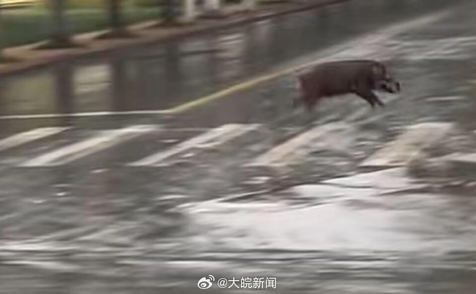 池州一高校內(nèi)驚現(xiàn)狂奔野豬，事件回顧與生態(tài)警示，池州高校野豬狂奔事件，回顧與生態(tài)警示