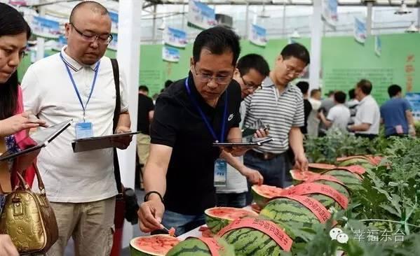 東臺西瓜最新價格動態(tài)及市場分析，東臺西瓜最新價格動態(tài)與市場分析報告