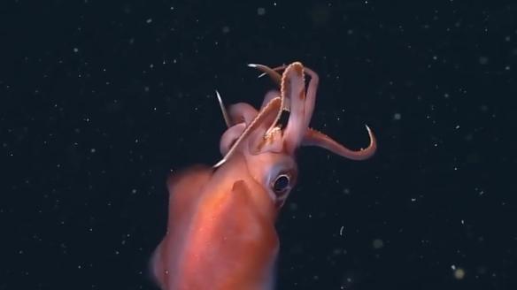 深海水族館隱藏魚(yú)最新發(fā)現(xiàn)，探索未知的深海奇跡，深海新發(fā)現(xiàn)揭秘，未知水族館隱藏魚(yú)種，探索深海奇跡之旅