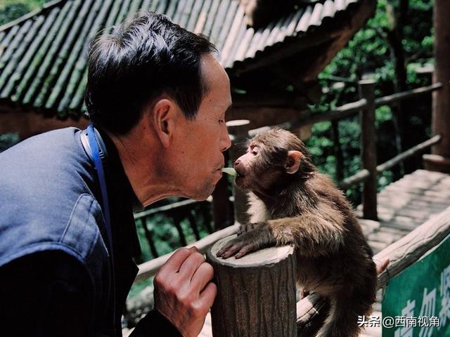 游客與猴子的沖突案例，探究原因與解決方案，游客與猴子沖突案例解析，探究起因及應(yīng)對(duì)策略