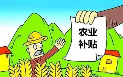 最新水稻補貼政策及其影響分析，最新水稻補貼政策及其影響深度解析