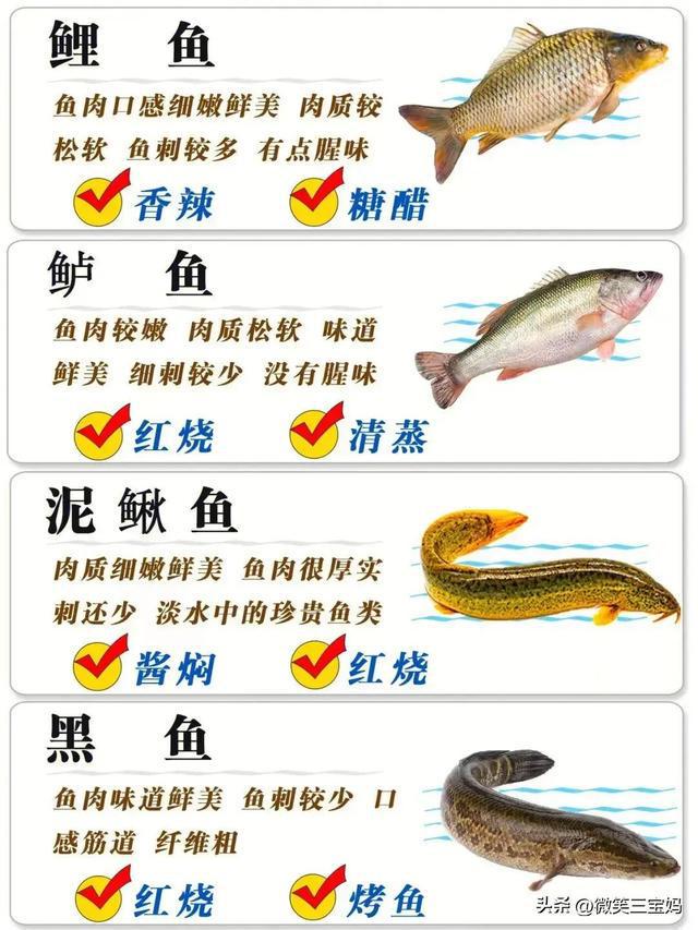 魚類行為與生存策略，適應環(huán)境的智慧展現(xiàn)，魚類行為與生存策略，展現(xiàn)適應環(huán)境的智慧