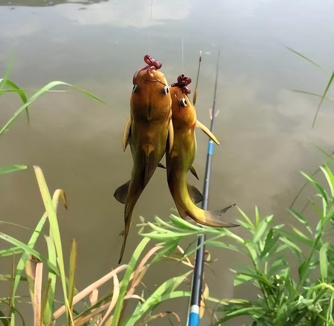 釣魚技巧分享，提高釣魚成功率的關(guān)鍵要素，揭秘釣魚技巧，提升成功率的關(guān)鍵要素解析