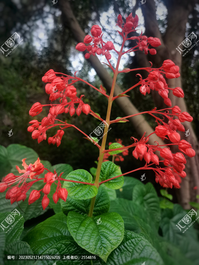 狀元紅97049精準(zhǔn)資料，探索與解析，狀元紅97049精準(zhǔn)資料深度解析與探索