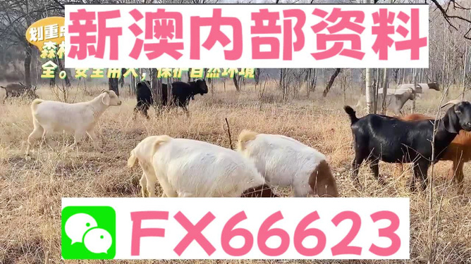 新澳2024今晚資料解析與預(yù)測(cè)，新澳2024今晚資料解析與精準(zhǔn)預(yù)測(cè)