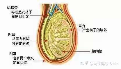 關(guān)于睪丸酮能否促進(jìn)二次發(fā)育的問題探討，關(guān)于睪丸酮對(duì)二次發(fā)育影響的探討（敏感話題，請(qǐng)謹(jǐn)慎處理）