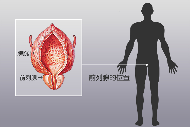 前列腺位置圖片，了解男性健康的重要一環(huán)，前列腺位置圖解，理解男性健康的關(guān)鍵一環(huán)