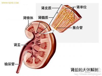 女性腎虛的原因及其影響，女性腎虛的原因與影響解析