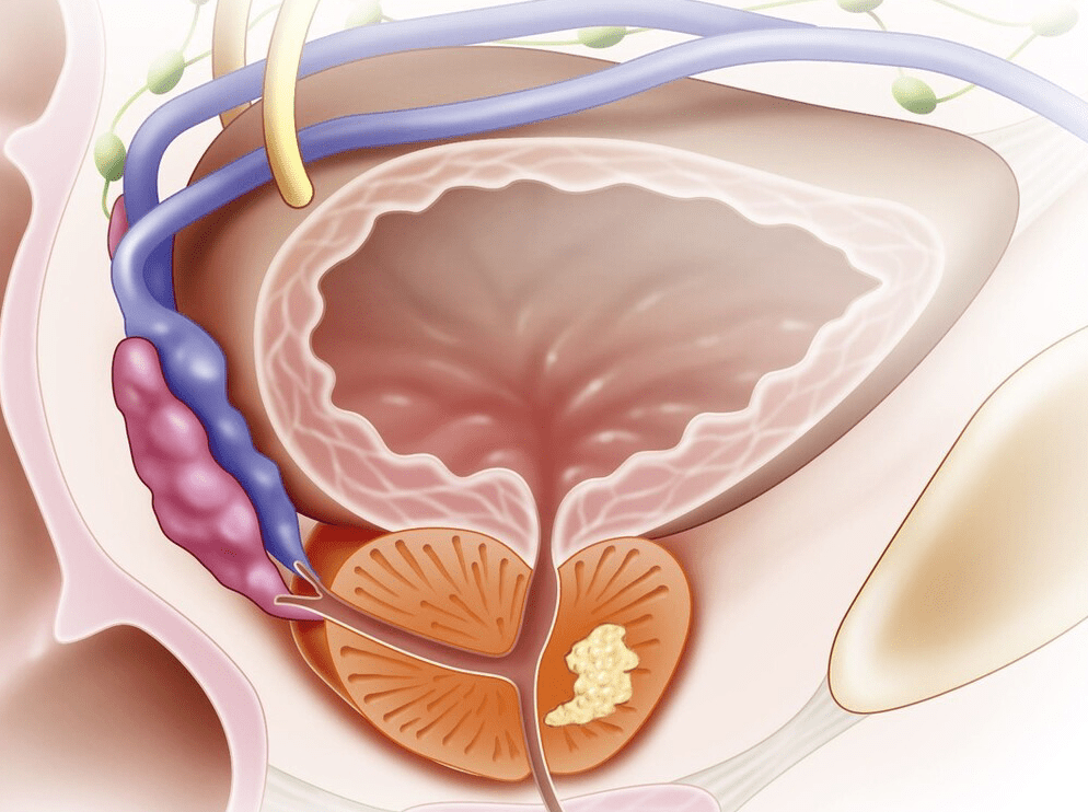 什么是前列腺？深入了解男性重要的生殖器官，前列腺揭秘，深入了解男性重要生殖器官的功能與特點